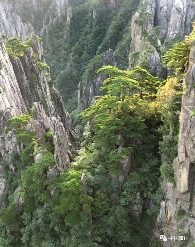 猫喜欢吃鱼吗?会被刺卡住吗?游戏画面